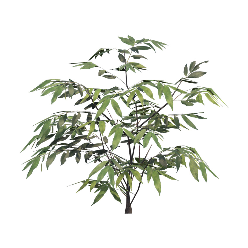 Sapindus mukorossi - Reetha